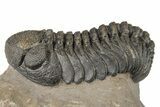 Detailed Morocops Trilobite Fossil - Morocco #204247-3